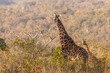 A giraffe ( Giraffa Camelopardalis) looking at the camera, Tomjachu Bush retreat, Mpumalanga, South Africa.