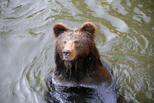 Big Bear Swimming In Water, In Shenzhen Zoo