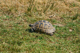Fototapeta Sawanna - The Thracian tortoise or Hermann tortoise is a terrestrial turtle of the family Testudinidae. It is located on the continent of Europe. It is known as the Thrace tortoise because it is found only in t