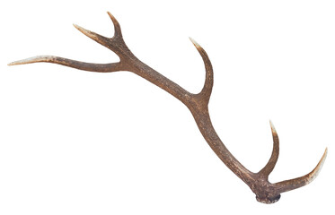antler of red deer (cervus elaphus), png, isolated on transparent background