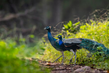 Two Male Indian Peafowl Or Pavo Cristatus Or Peacock In Natural Scenic Winter Season Forest Or Jungle At Ranthambore National Park Forest Reserve Rajasthan India Asia