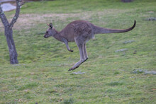 Profile View Of An Eastern Grey Kangaroo (Macropus Giganteus) Hopping Across A Grass Field In New South Wales, Australia. Iconic Image Of Jumping  Kangaroo Seen In Profile.