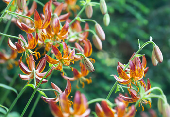 Wall Mural - Martagon lily in blossom