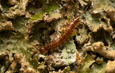 Sticker - Lithobiidae centipede on lichen