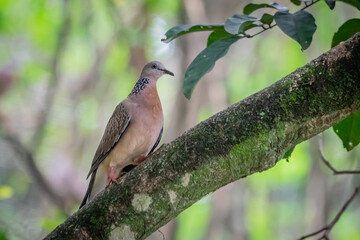 spotted dove perches on a big tree branch in jakarta indonesia