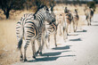 Rückansicht einer Gruppe Zebras, die hintereinander entlang einer Straße im Etosha Nationalpark läuft (Namibia)
