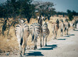 Rückansicht einer Gruppe Zebras, die hintereinander entlang einer Straße im Etosha Nationalpark läuft (Namibia)