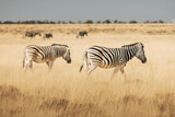 Fototapeta Sawanna - Steppenzebras laufen durch das trockene hohe Gras in der Ebene des Etosha Nationalparks (Namibia)