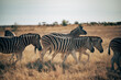 Gruppe Zebras läuft in der Abendsonne durch die Savanne  (Etosha Nationalpark, Namibia)