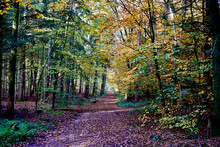 Herbstlicher Wald Mit Einem Weg Dieser Mittig Im Bild  Zahlreiche Bäume Noch Viele Blätter Daran Rot Gelb Orange Grün Sonnendurchflutet Bäume Werfen Schatten Wenig Dickicht