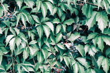 Five Leaved Ivy Nature Background. Virginia Creeper Dark Green Leaves Close-up. Natural Vintage Wallpaper