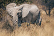 Elefanten-Kuh mit Jungtier streift durch das hohe Gras im Busch des Etosha-Nationalparks (Namibia)
