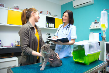 Wall Mural - Woman veterinarian examining cat in veterinary clinic