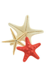 Wall Mural - isolated starfish combo isolated on transparency photo png file