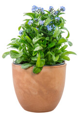 Wall Mural - Isolated potted blue Myosotis flower (forget-me-not)