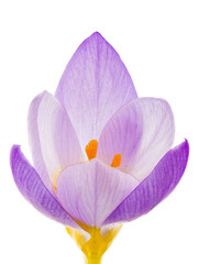 Wall Mural - Macro of an isolated purple crocus flower blossom