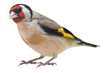 Fototapeta  - European Goldfinch (Carduelis carduelis), PNG, isolated on transparent background