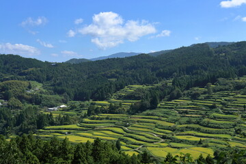 吉延の棚田　実りの秋　（高知県　本山町）