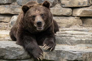 big brown bear lying on the stones