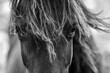 Fine art black and white horse portraits 