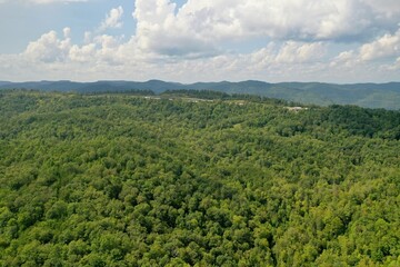 Wall Mural - green forest landscape