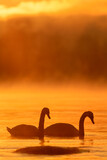 Fototapeta Zachód słońca - Mute swans swimming in the ice cold water with flaming morning sunrise behind them and sea fog arising from the Baltic Sea.
