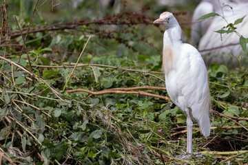 Wall Mural - Western Cattle Egret in Odense zoo,Denmark,Scandinavia,Europe