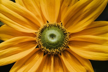 Sticker - Macro shot of a beautiful yellow sunflower in blossom