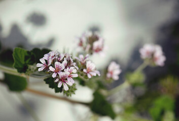 Wall Mural - Pale pink purple flowers of the Australian native wild geranium Pelargonium austral, family Geraniaceae. Widespread distribution, Also called native storksbill