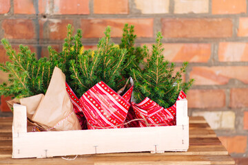 Wall Mural - Small Christmas trees in flowerpots, packed in holiday paper