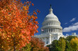 Capitol building in autumn foliage - Washington DC United States