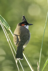 Wall Mural - A Red-whiskered bulbul perched on a grass stalk at Pinewood Park in Miami Florida. 