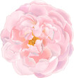 Digital watercolor painting of top view Light pink rose. complicate petal of beautiful and odor flower. Good for graphic design elements illustraDigital watercolor painting of top view Light pink rose
