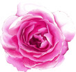 Top view of Single pink rose by digital watercolor style. Transparency illustration clipart for graphic design such as templates elements.