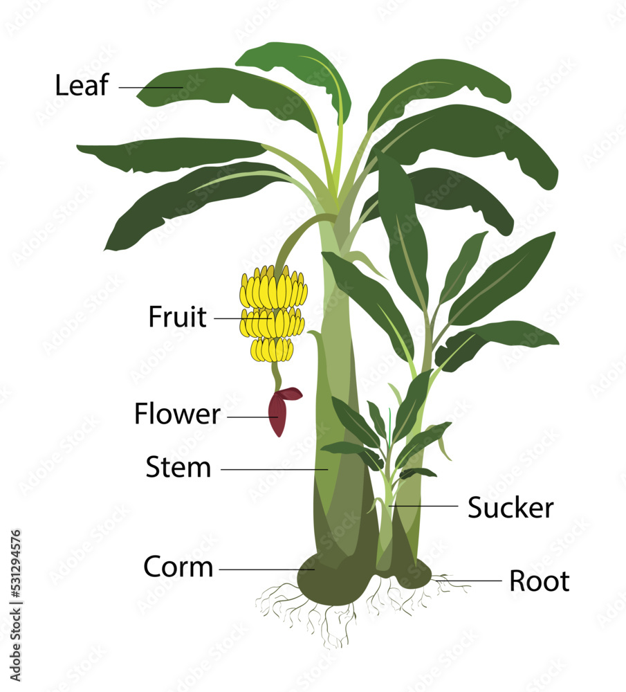 fabian plant Aralia Fabian main image 0