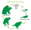 illustration of biology and animals, Life cycle of a frog,  life cycle of a frog consists of three stages, egg, larva, adult,  breeding season for frogs usually occurs during during the rainy season