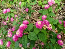 Closeup Of Pink Lantana Flowers In A Yard