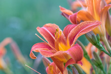 Blooming Daylily. Hemerocallis Fulva, Red Daylily Flower. Close-up. Copy Space. Selective Focus. . 