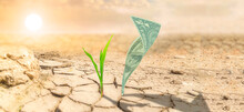 Dollars And Plant On Dry Desert Ground Climate Change Investments Economy Venture