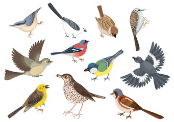 Wall Mural - Cartoon Birds Icon Set