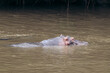 © Paige - Hippo relaxing in the water