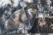 Wild cat manul sits and looks ahead
