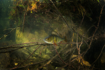 Poster - European perch during day dive. Perch is hiding in the brushwood in water . Underwater life. 