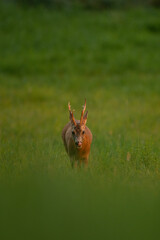 Wall Mural - roe deer during rutting time. male of roe on the meadow. wildlife in europe.