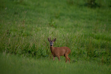 Wall Mural - roe deer during rutting time. male of roe on the meadow. wildlife in europe.