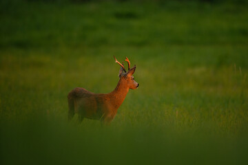 Wall Mural - roe deer during rutting time. male of roe on the meadow. wildlife in europe.
