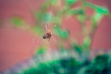 Orange spider with prey on a web