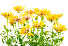 Closeup Of Isolated Yellow Osteospermum Flower Blossoms