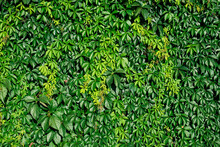 A Solid Background Of Green Leaves, The Texture Of A Dense Green Wall Of Leaves. Beautiful Dense Foliage As A Solid Background