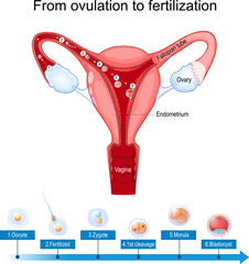 ovulation fertilization and implantation